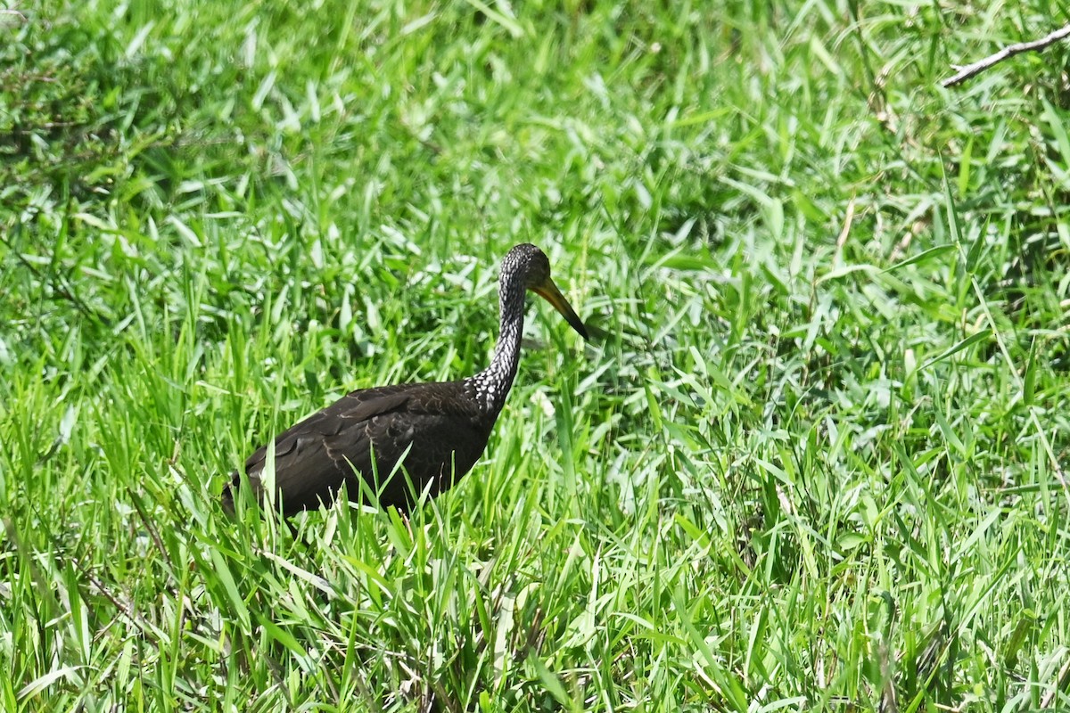 Limpkin - ML647245426