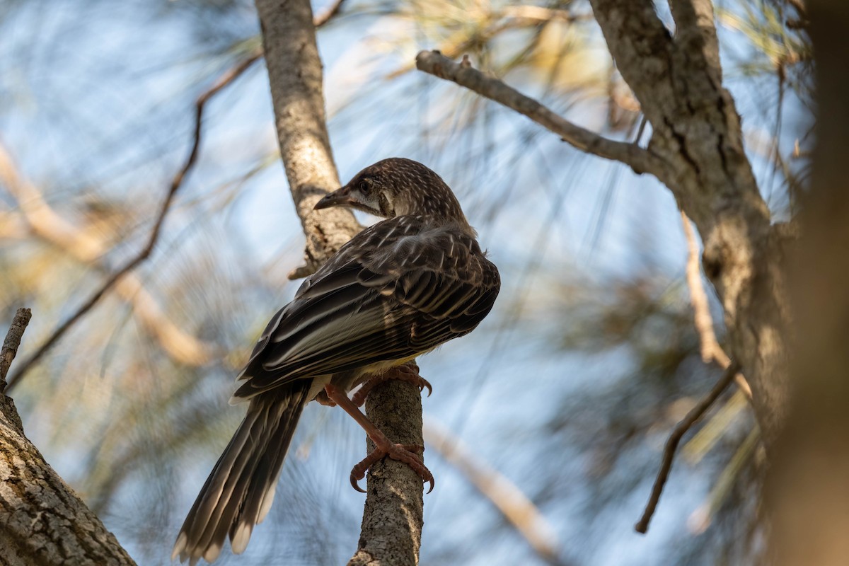 Red Wattlebird - ML647245427