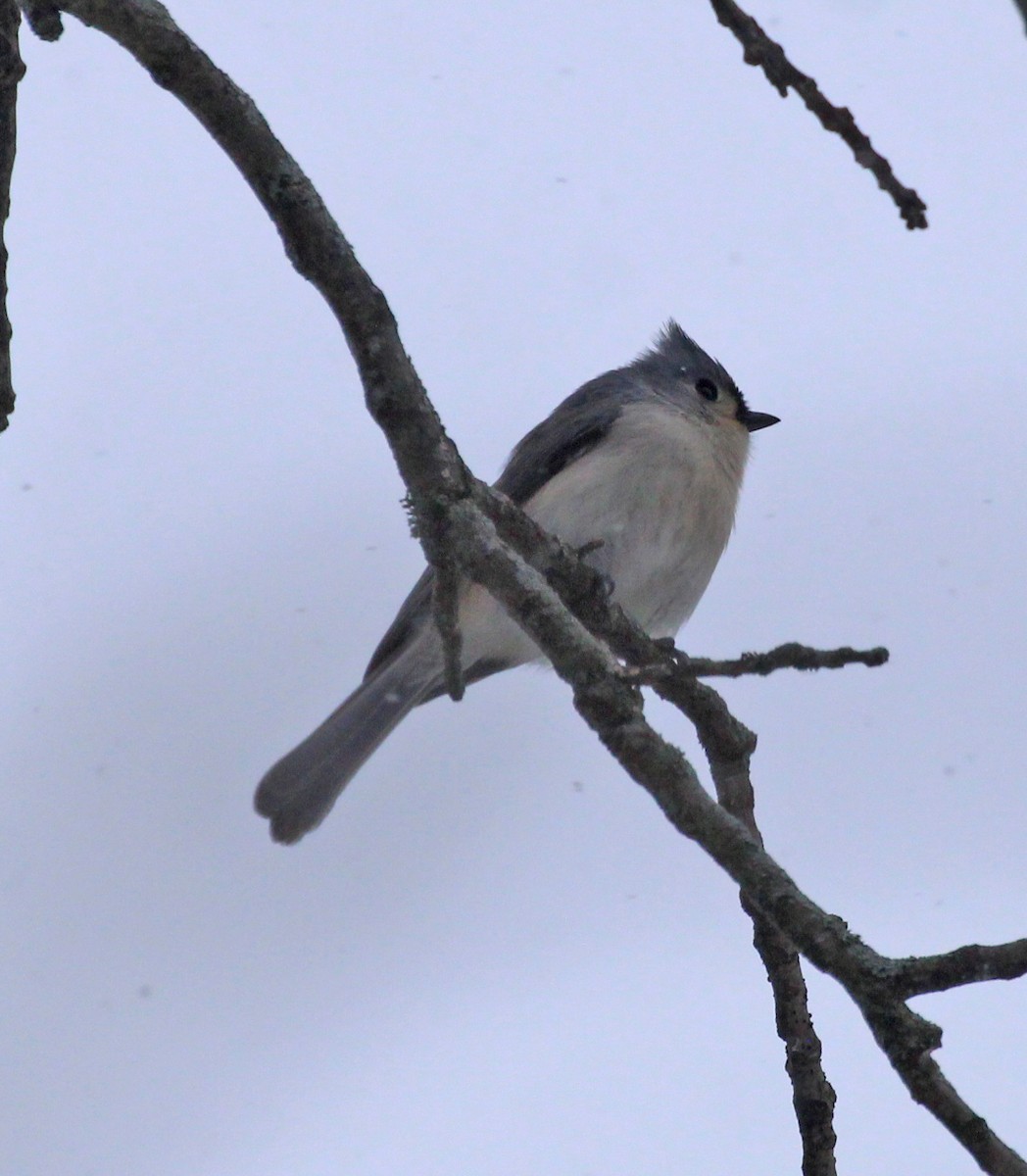 Tufted Titmouse - ML647245428