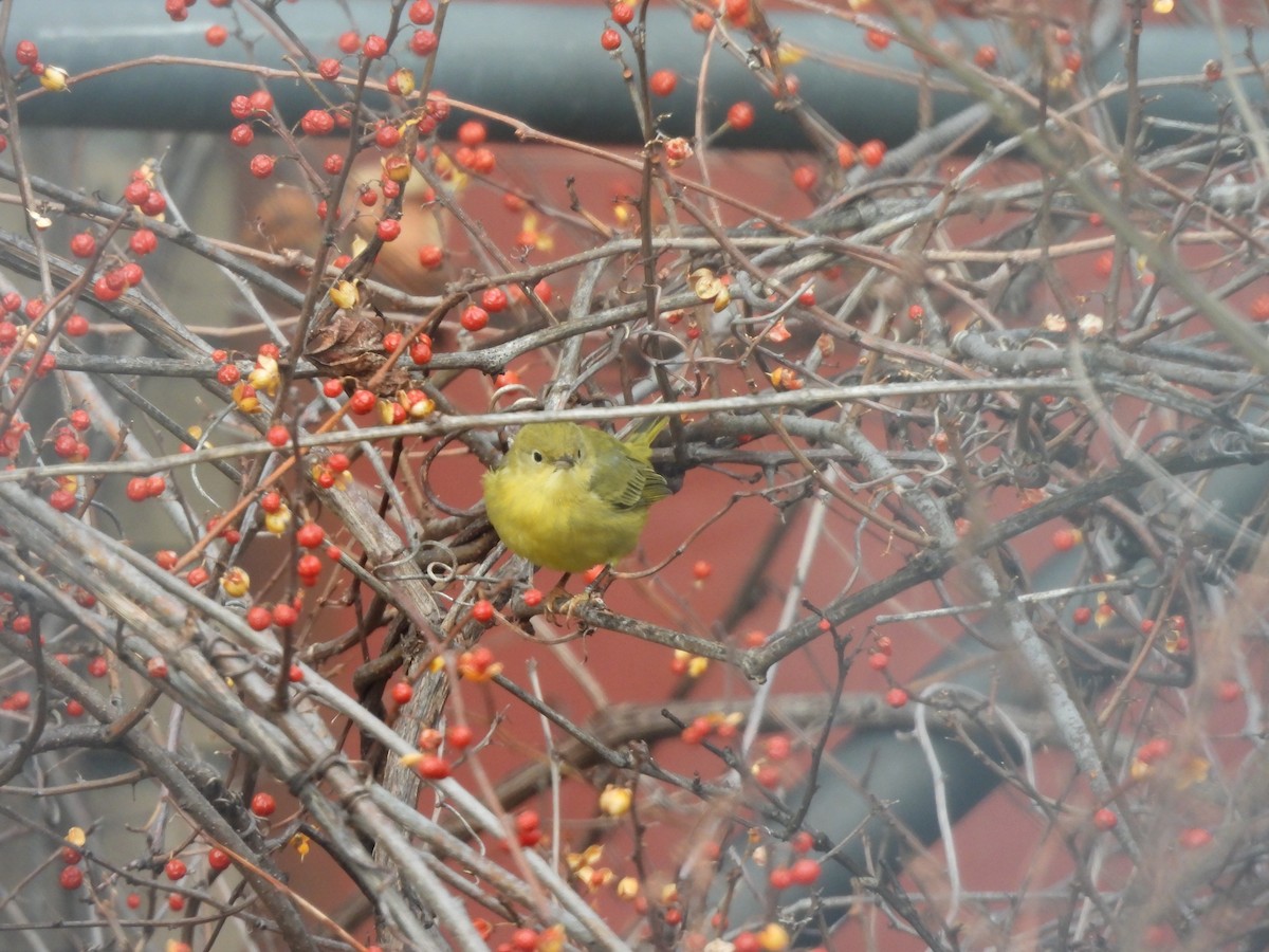 Northern Yellow Warbler - ML647245429