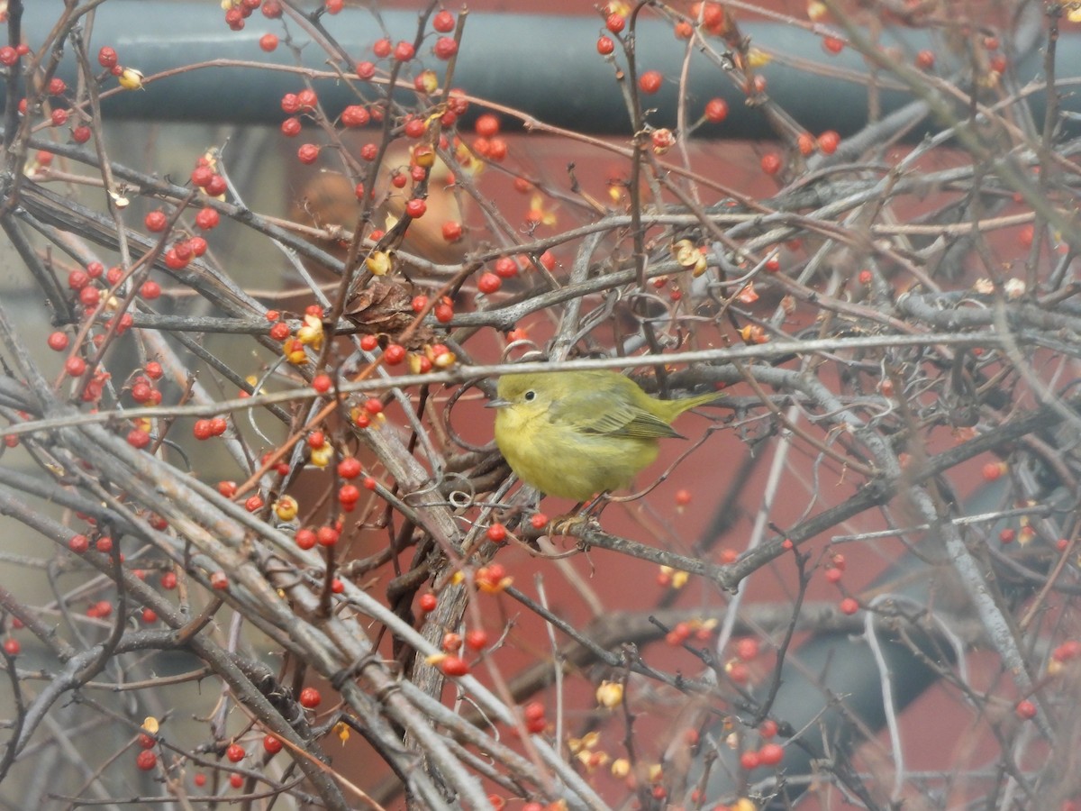 Northern Yellow Warbler - ML647245430