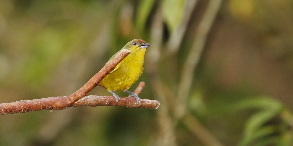 Olive-backed Euphonia - ML647245431