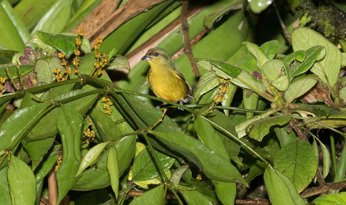 Olive-backed Euphonia - ML647245432