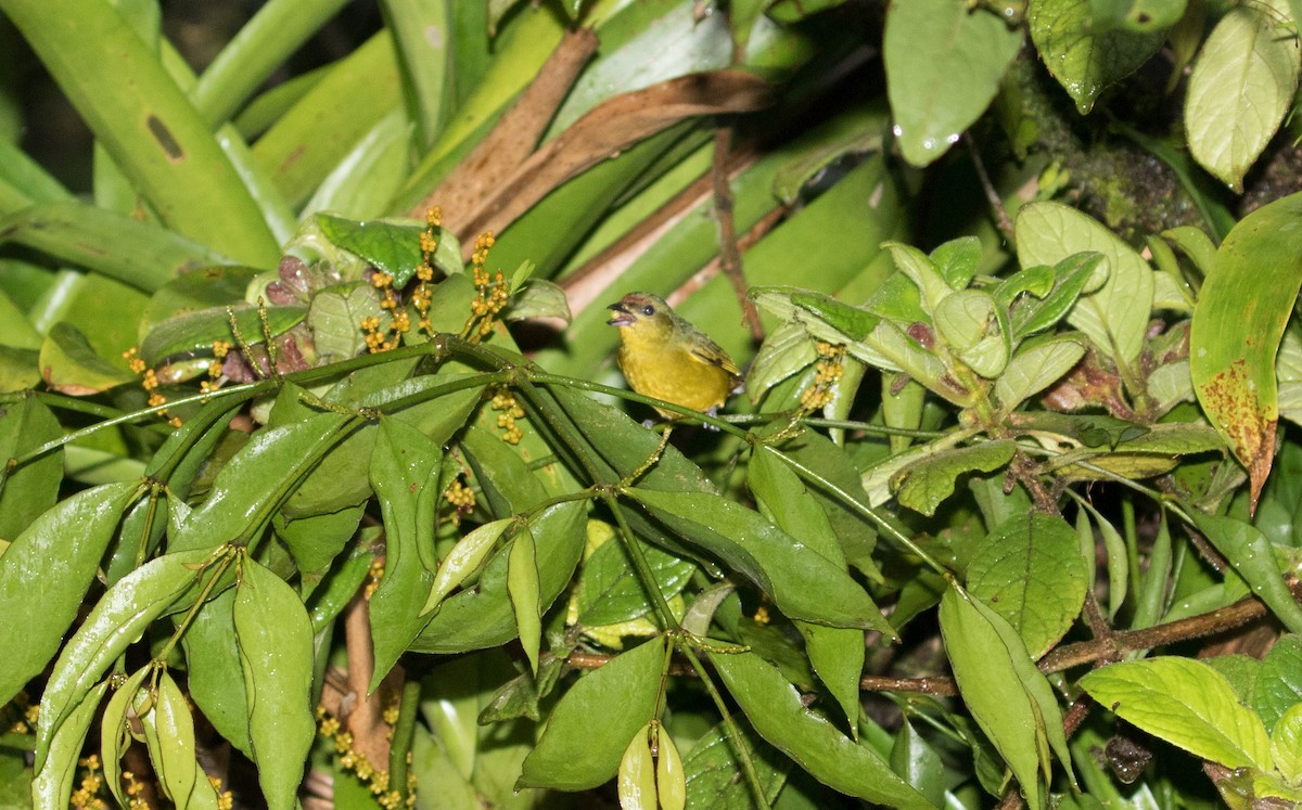 Olive-backed Euphonia - ML647245434