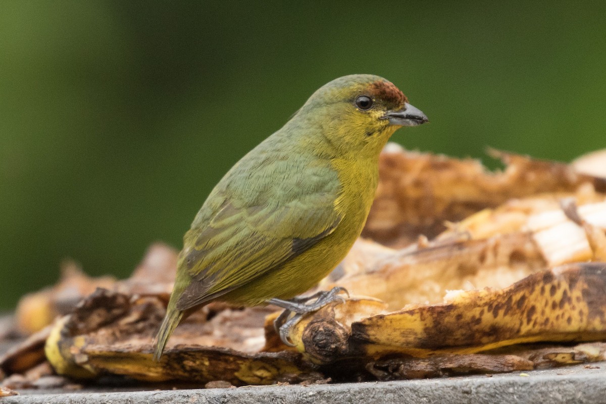 Olive-backed Euphonia - ML647245435