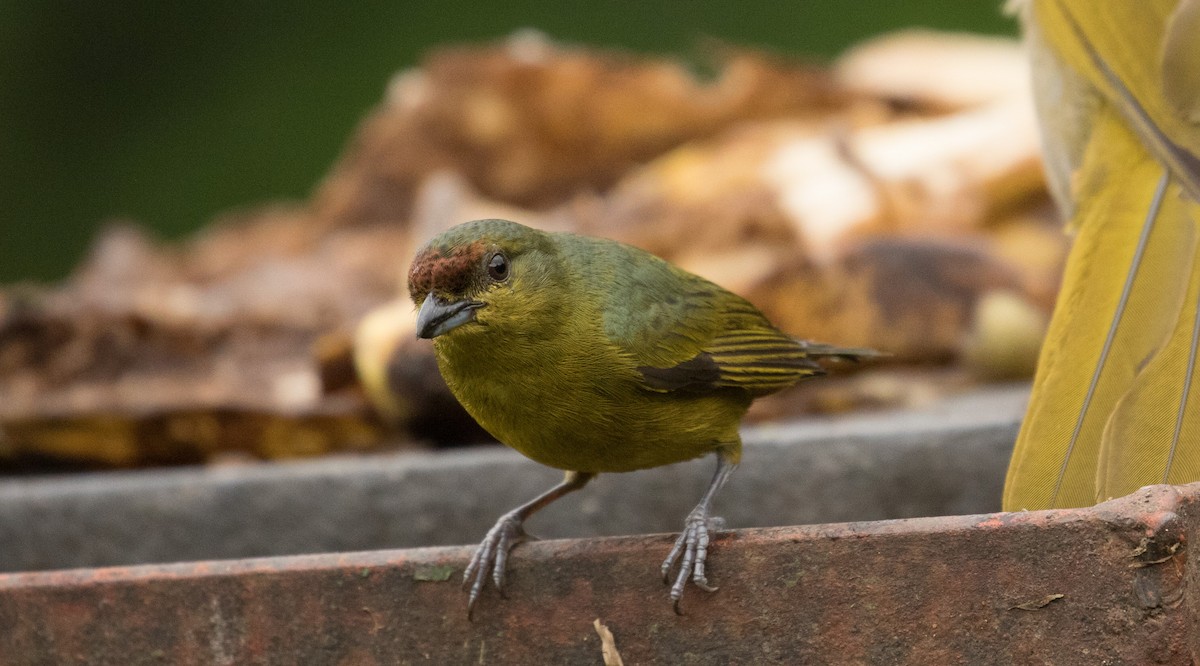 Olive-backed Euphonia - ML647245436