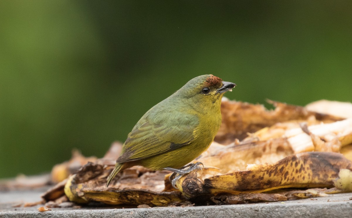 Olive-backed Euphonia - ML647245437