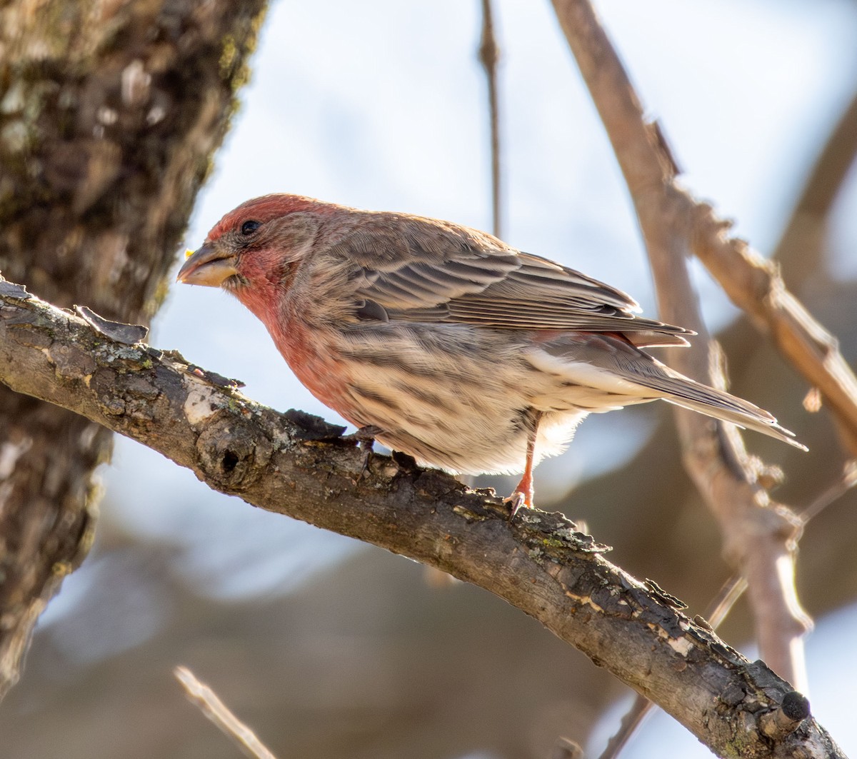 House Finch - ML647245439