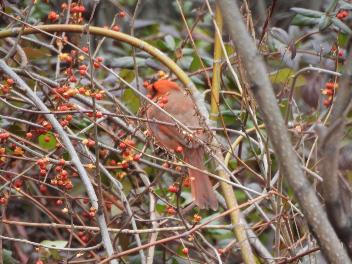 Northern Cardinal - ML647245444