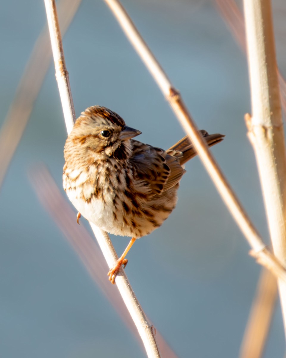 Song Sparrow - ML647245445