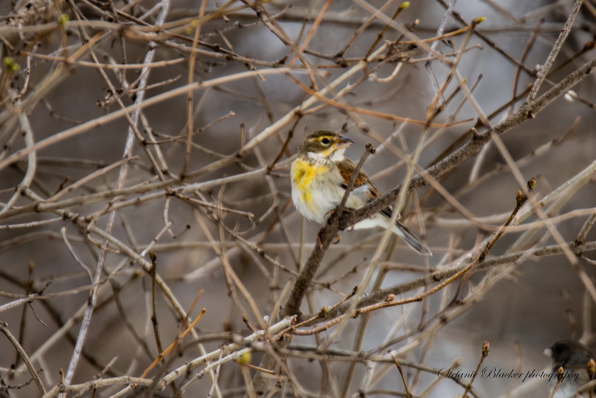 Dickcissel - ML647245446