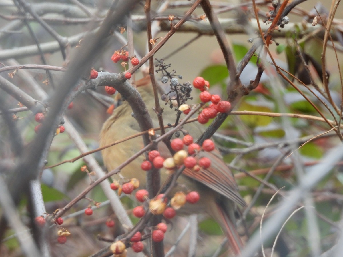 Northern Cardinal - ML647245448