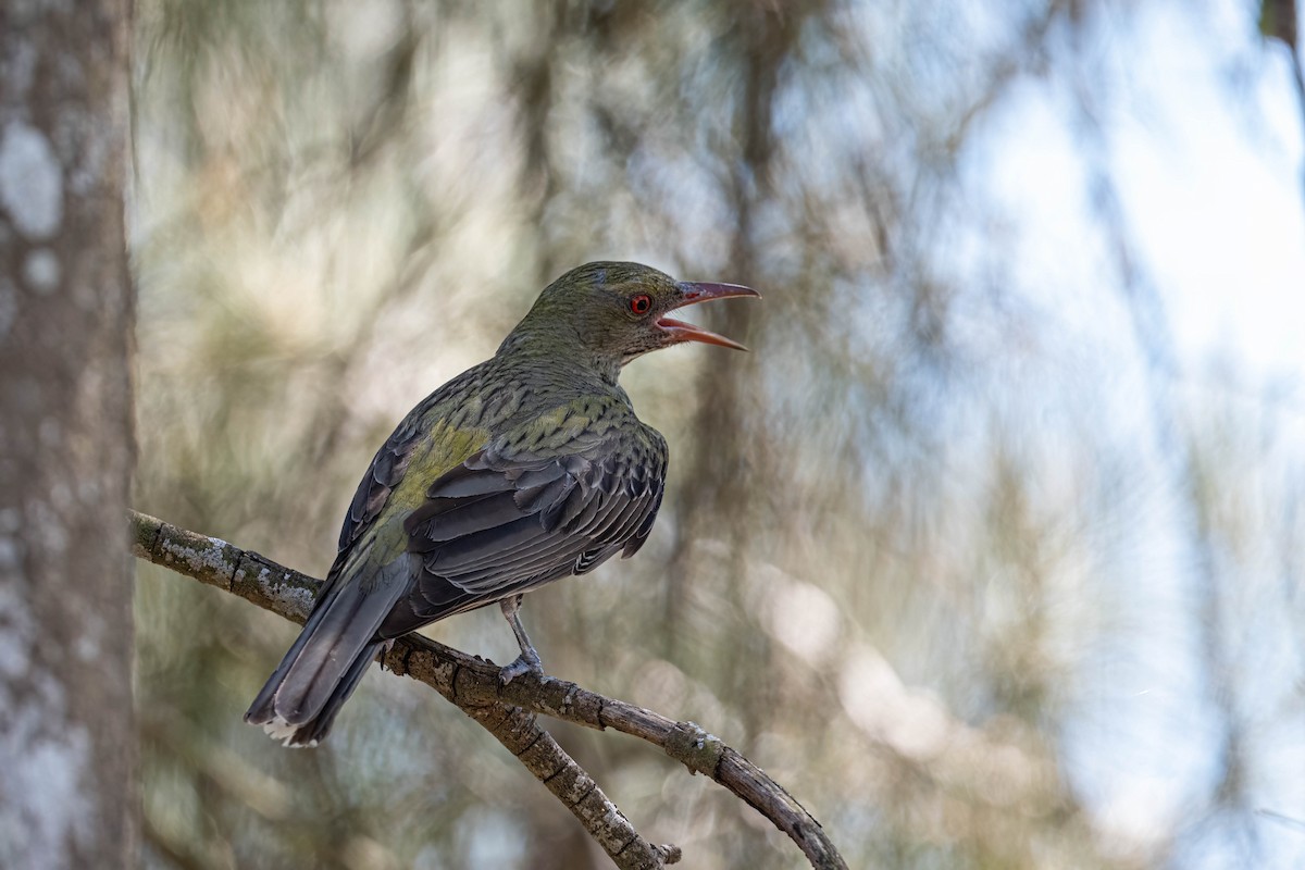 Olive-backed Oriole - ML647245452