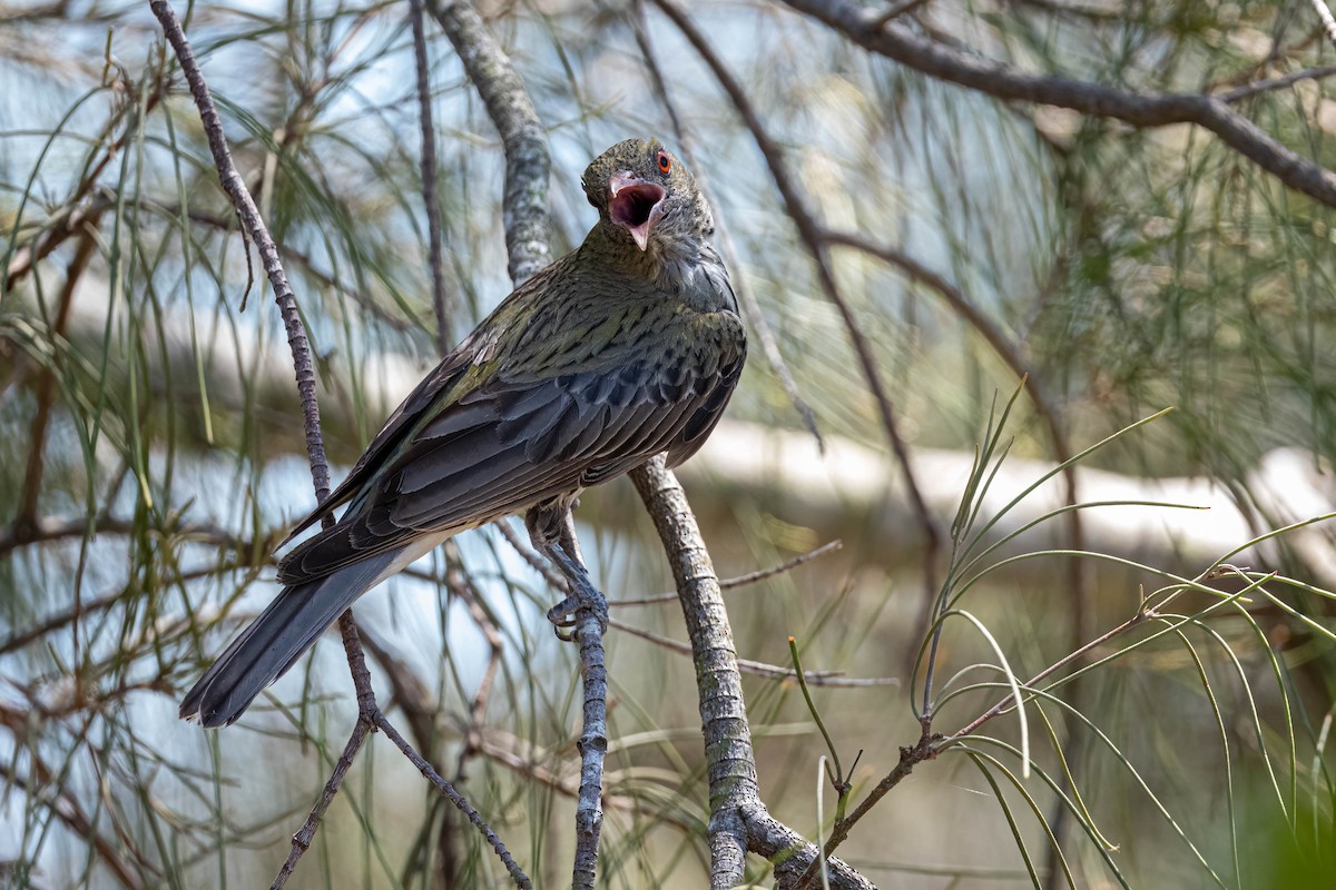 Olive-backed Oriole - ML647245453