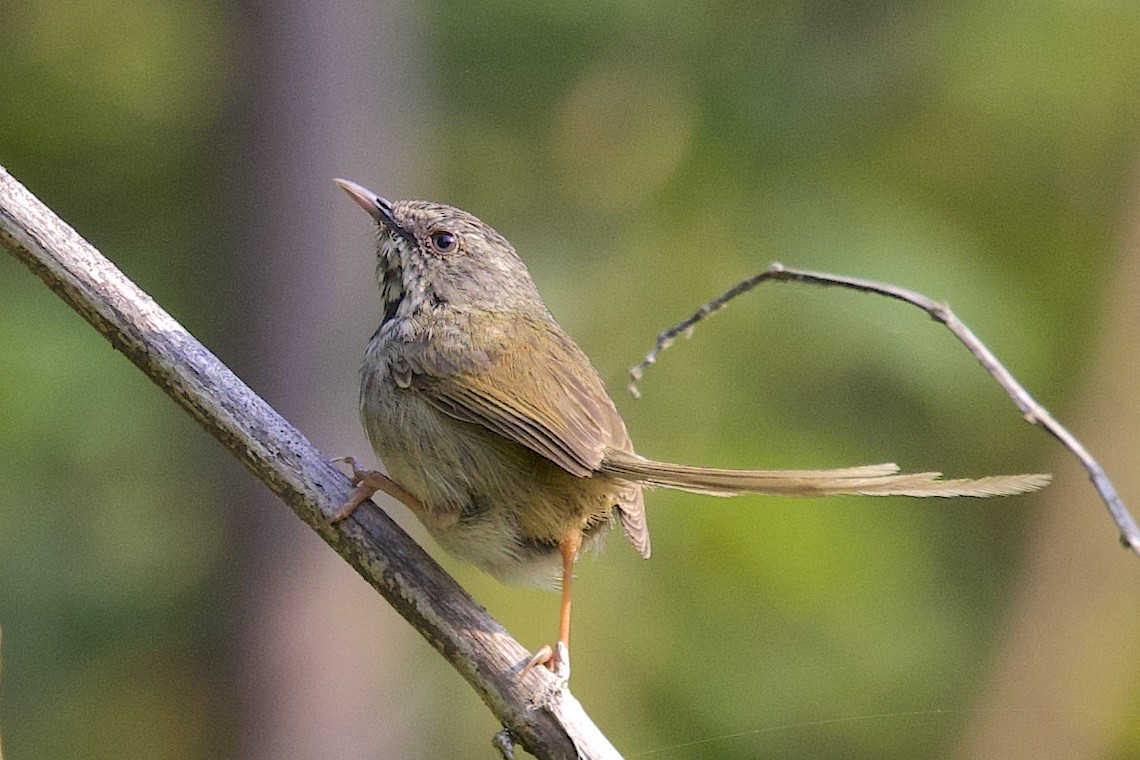 Black-throated Prinia - ML647245469