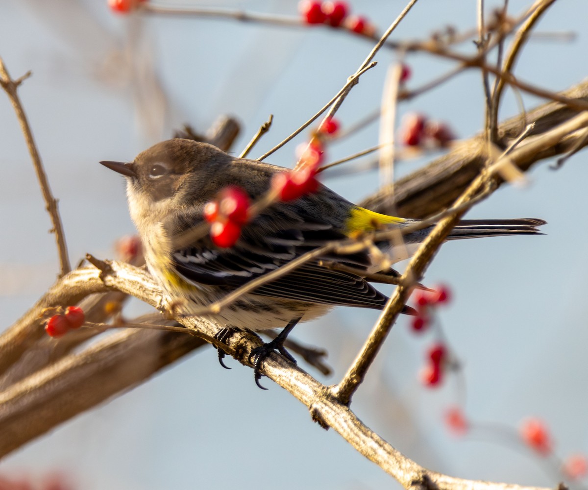 Yellow-rumped Warbler - ML647245474