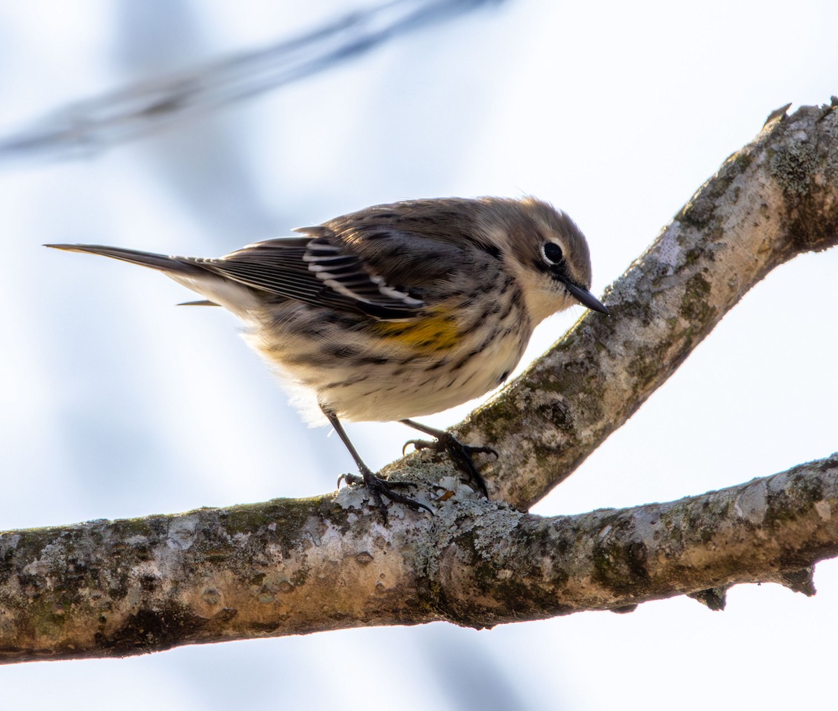 Yellow-rumped Warbler - ML647245475