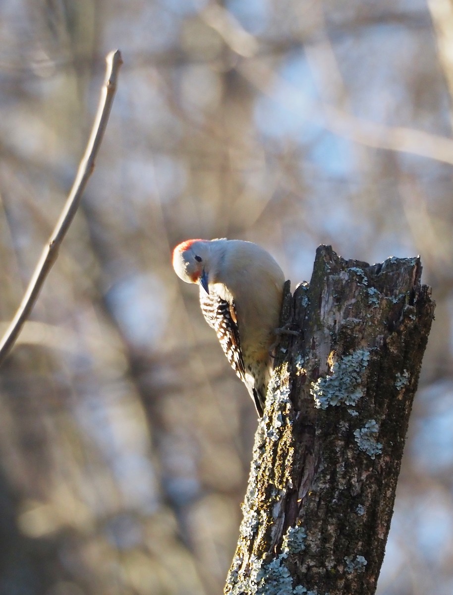 Red-bellied Woodpecker - ML647245495
