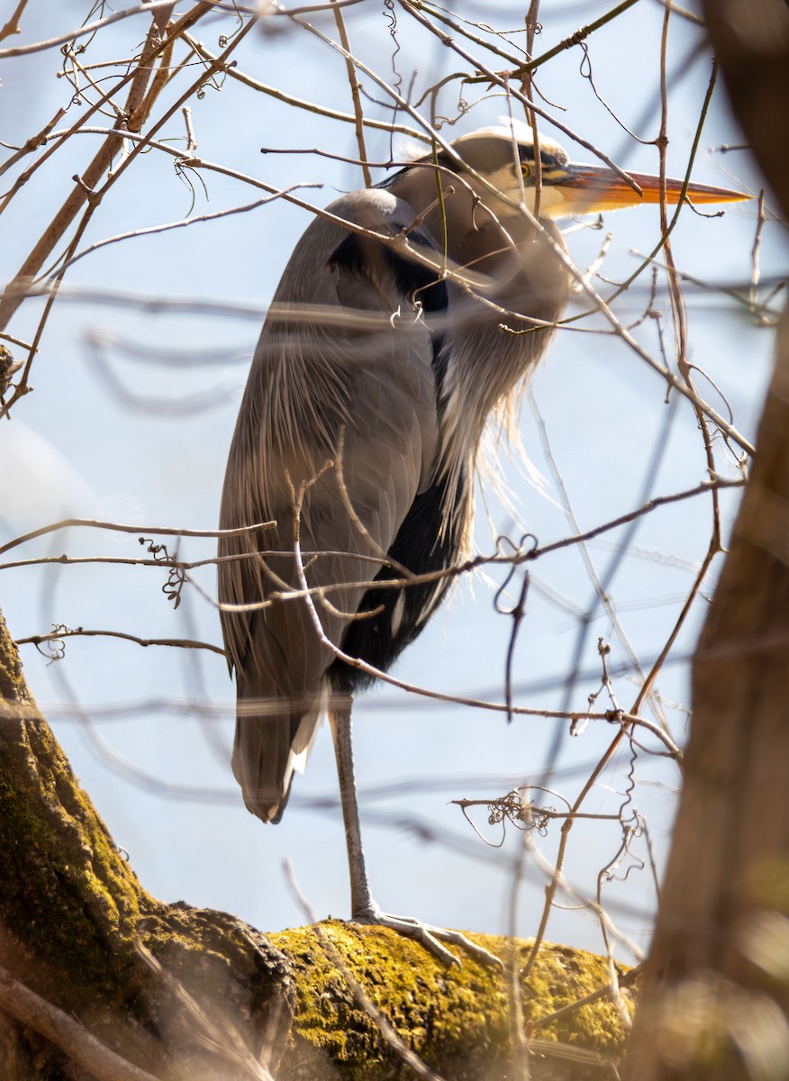 Great Blue Heron - ML647245502