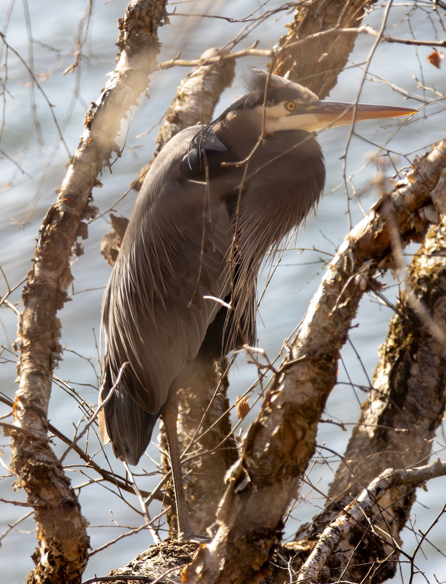 Great Blue Heron - ML647245503