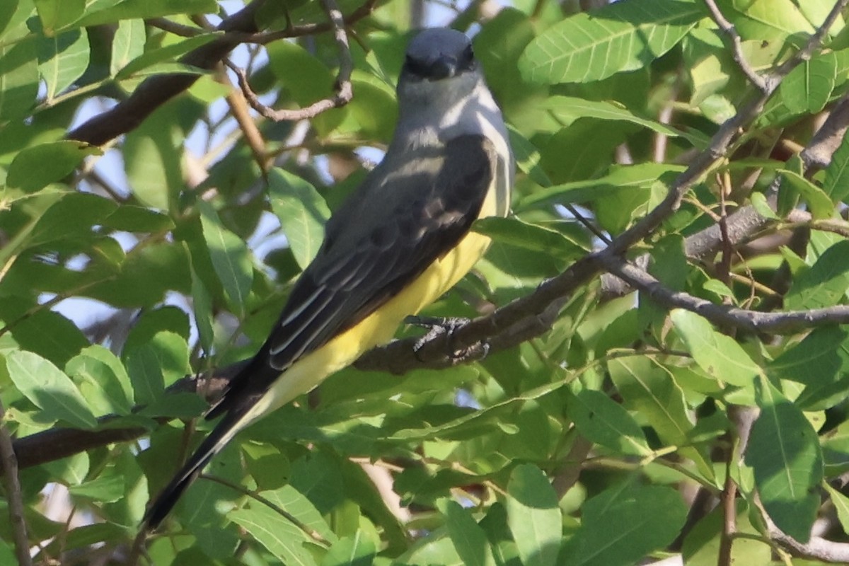 Western Kingbird - ML647245512