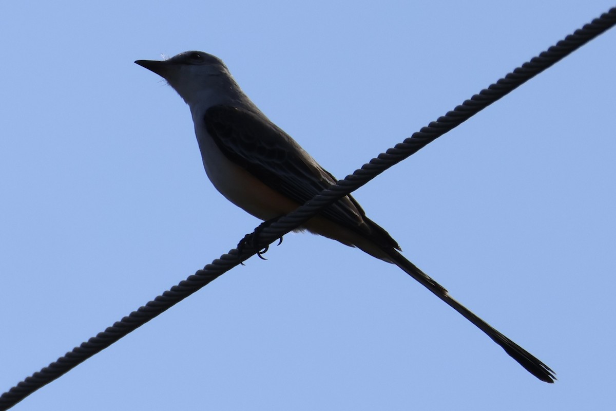 Scissor-tailed Flycatcher - ML647245516