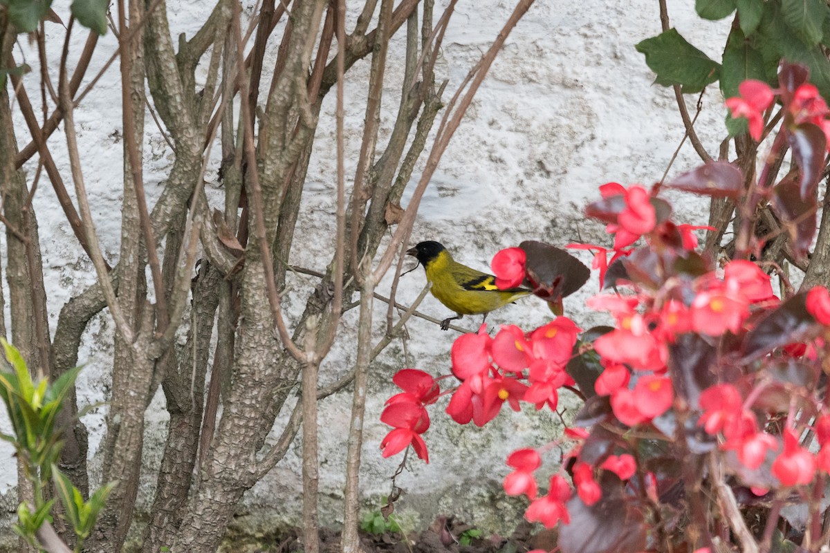 Hooded Siskin - ML647245517