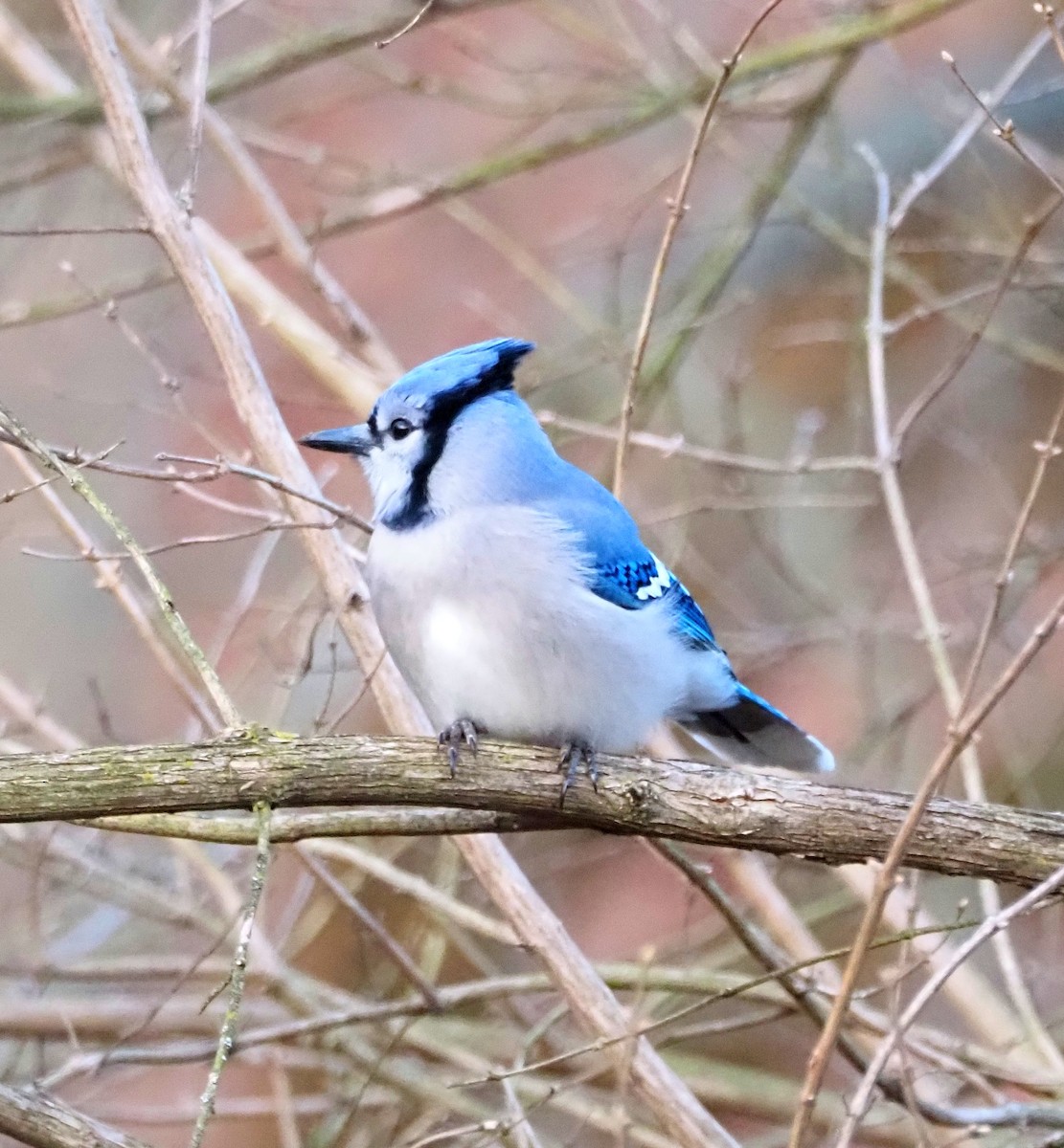 Blue Jay - ML647245520