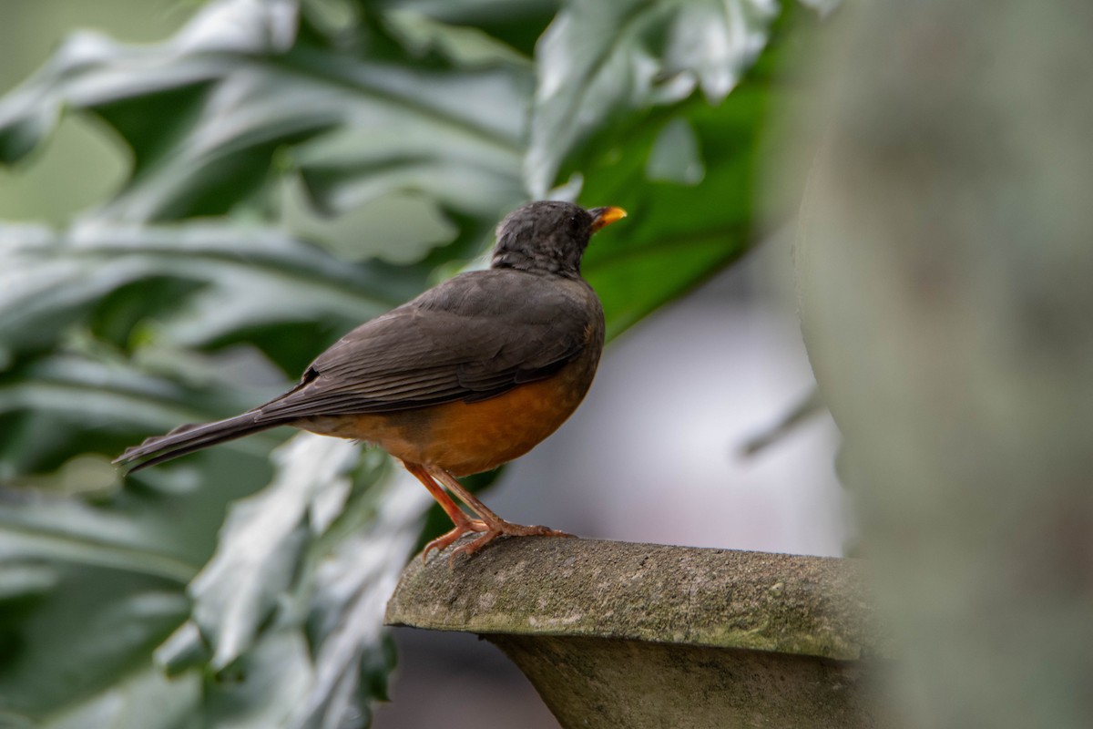 Olive Thrush - ML647245522