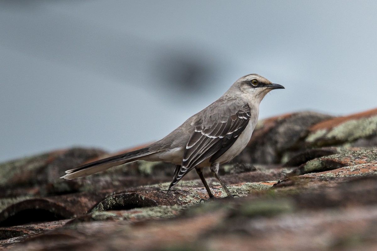 Tropikal Taklitçi - ML647245525