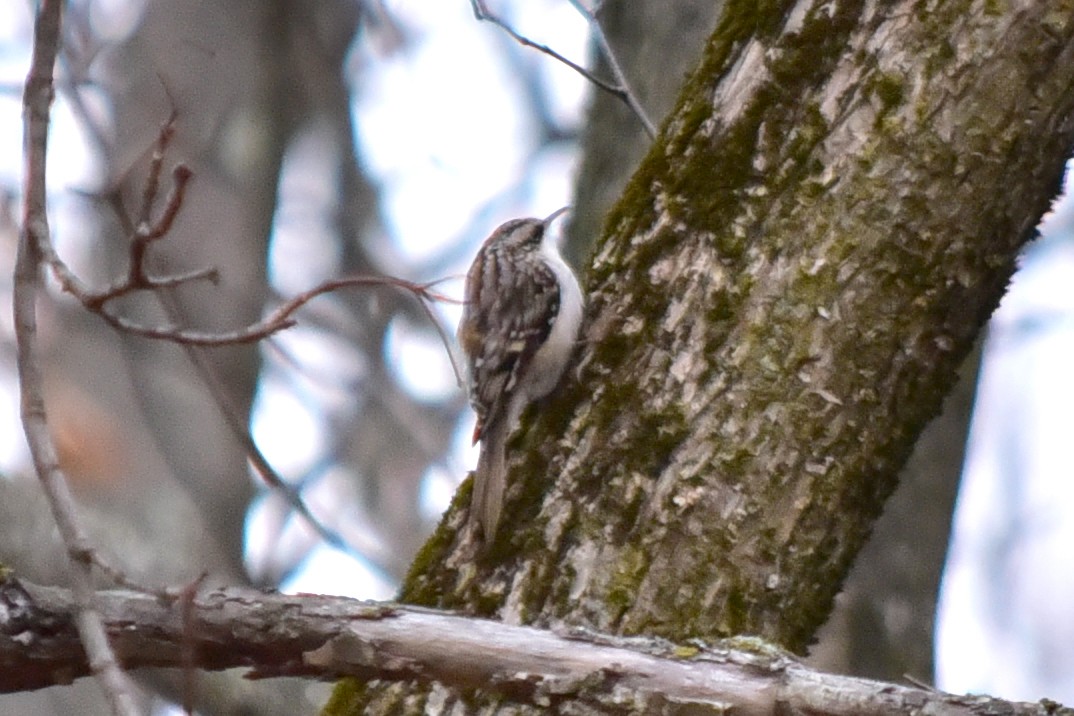 Brown Creeper - ML647245526