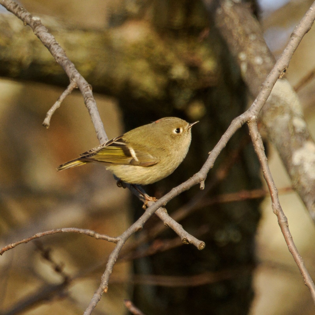 Rubingoldhähnchen - ML647245527