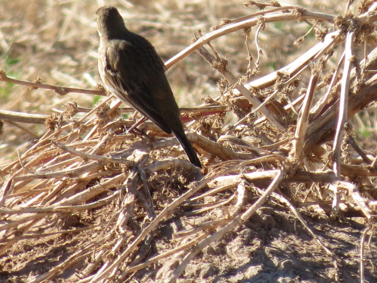 アメリカタヒバリ - ML647245530