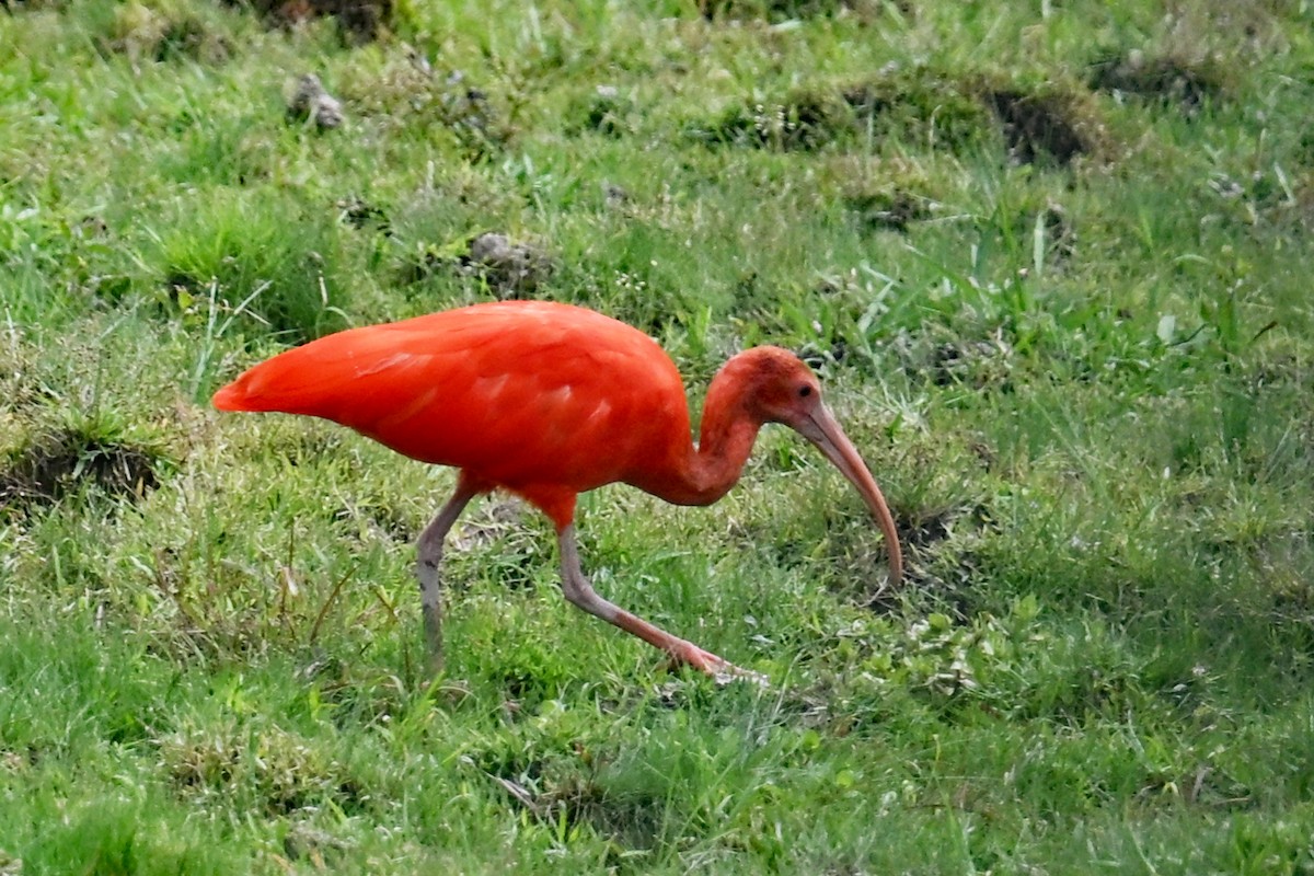 ショウジョウトキ - ML647245531