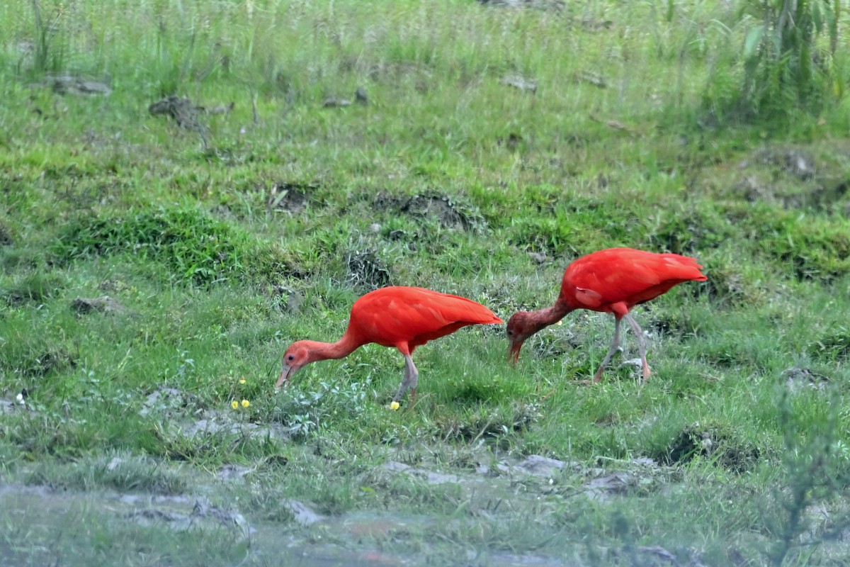 ショウジョウトキ - ML647245533
