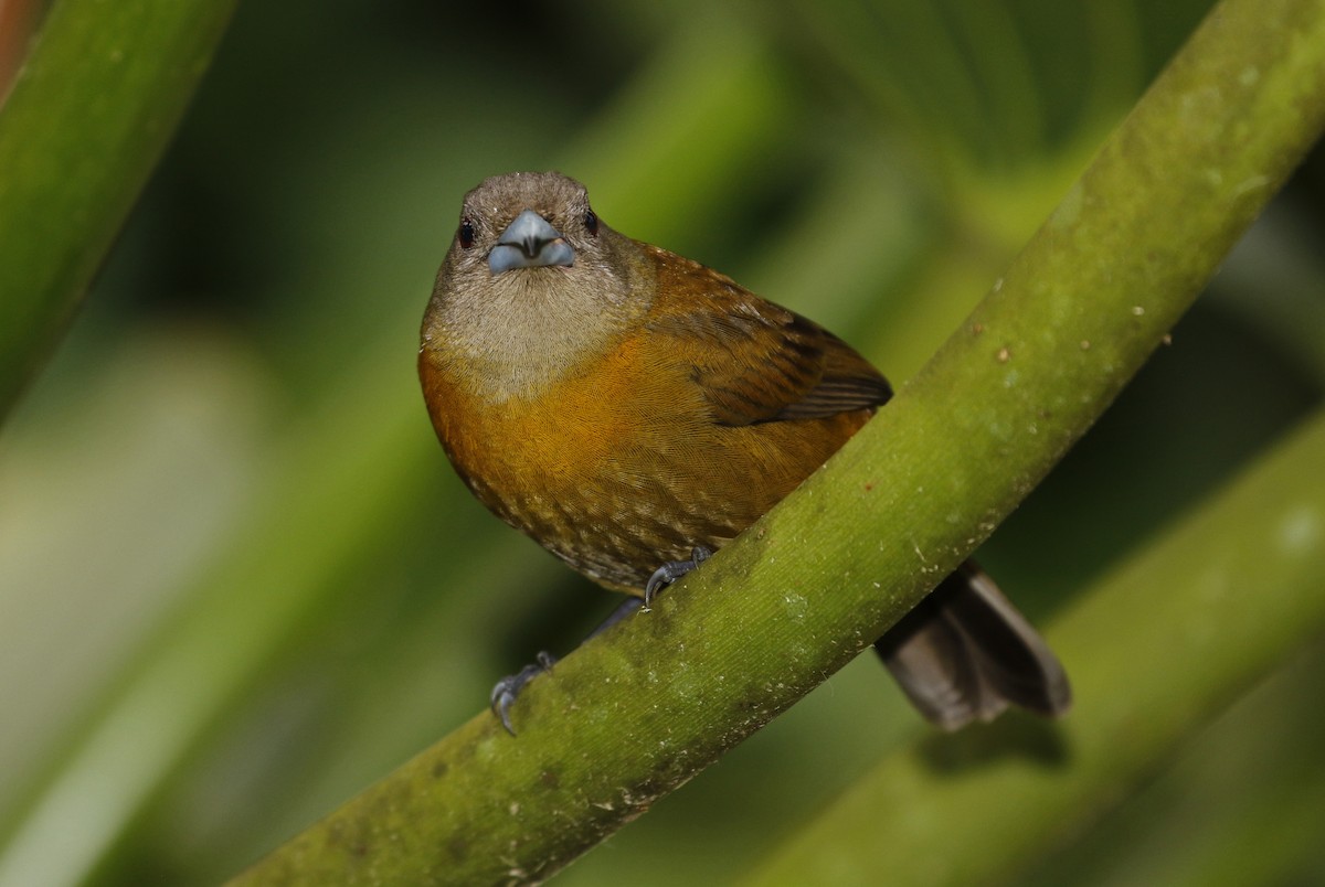 コシアカフウキンチョウ - ML647245534