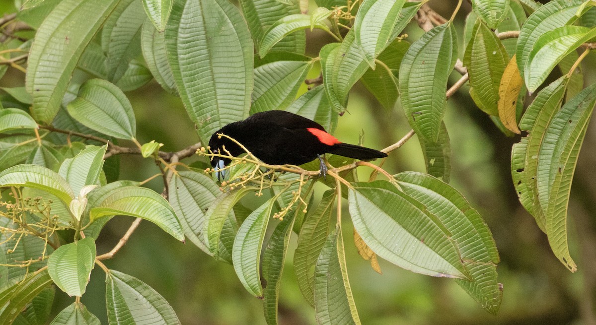 コシアカフウキンチョウ - ML647245535