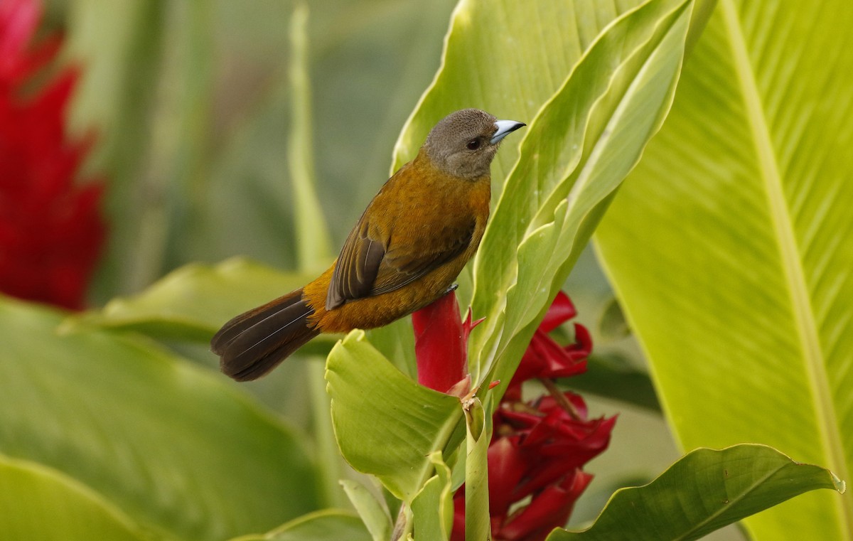 コシアカフウキンチョウ - ML647245537