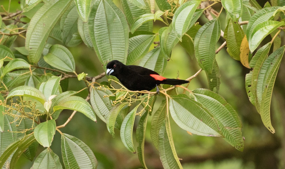 コシアカフウキンチョウ - ML647245538