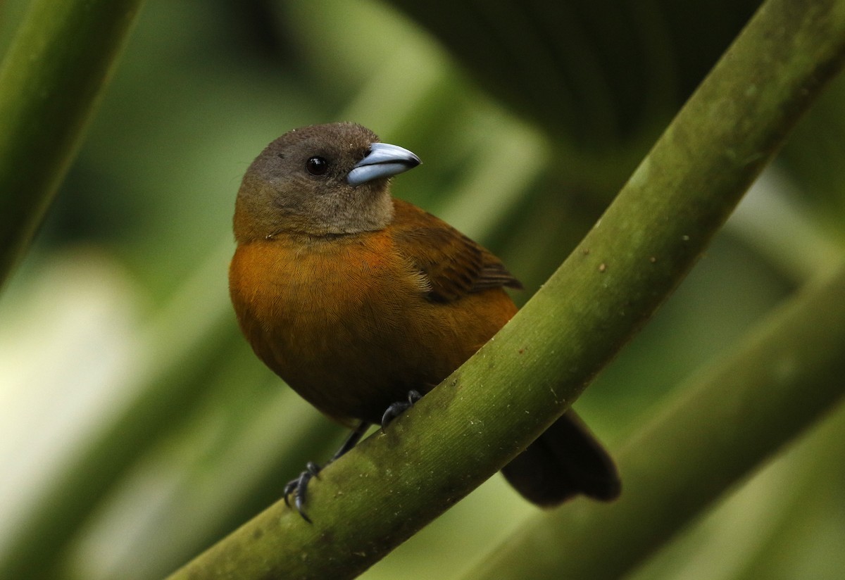 コシアカフウキンチョウ - ML647245539