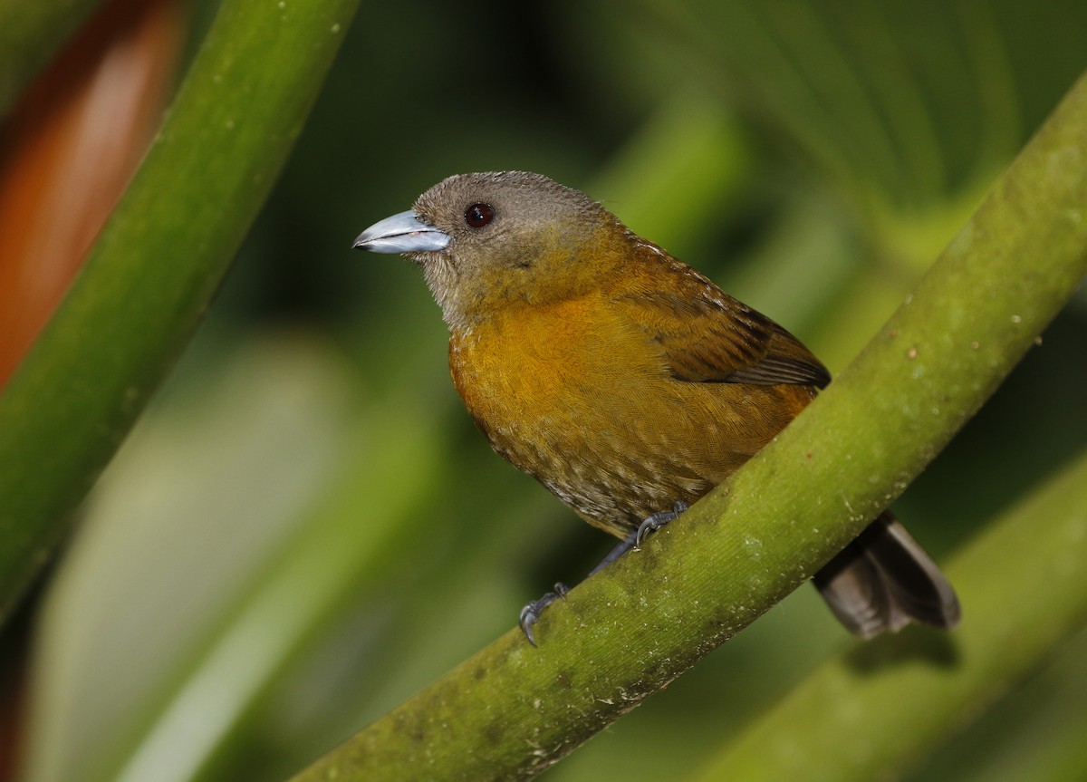 コシアカフウキンチョウ - ML647245540