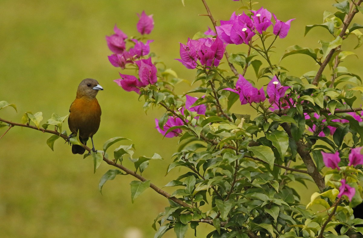 コシアカフウキンチョウ - ML647245541