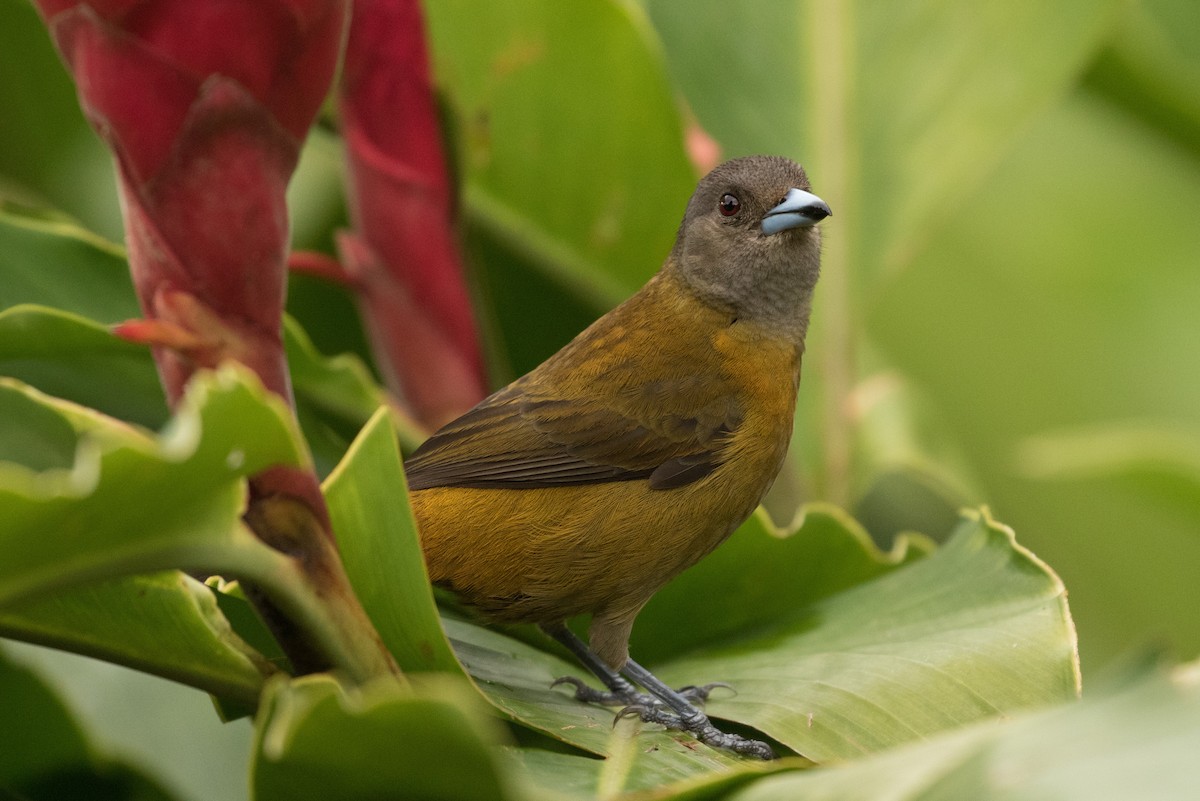 コシアカフウキンチョウ - ML647245542