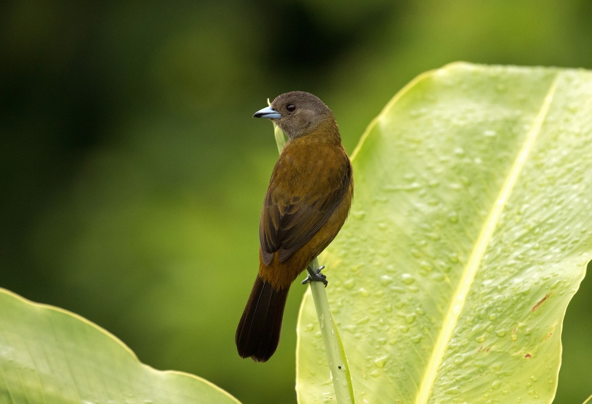 コシアカフウキンチョウ - ML647245543