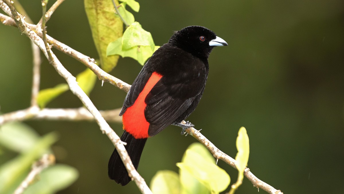 コシアカフウキンチョウ - ML647245544