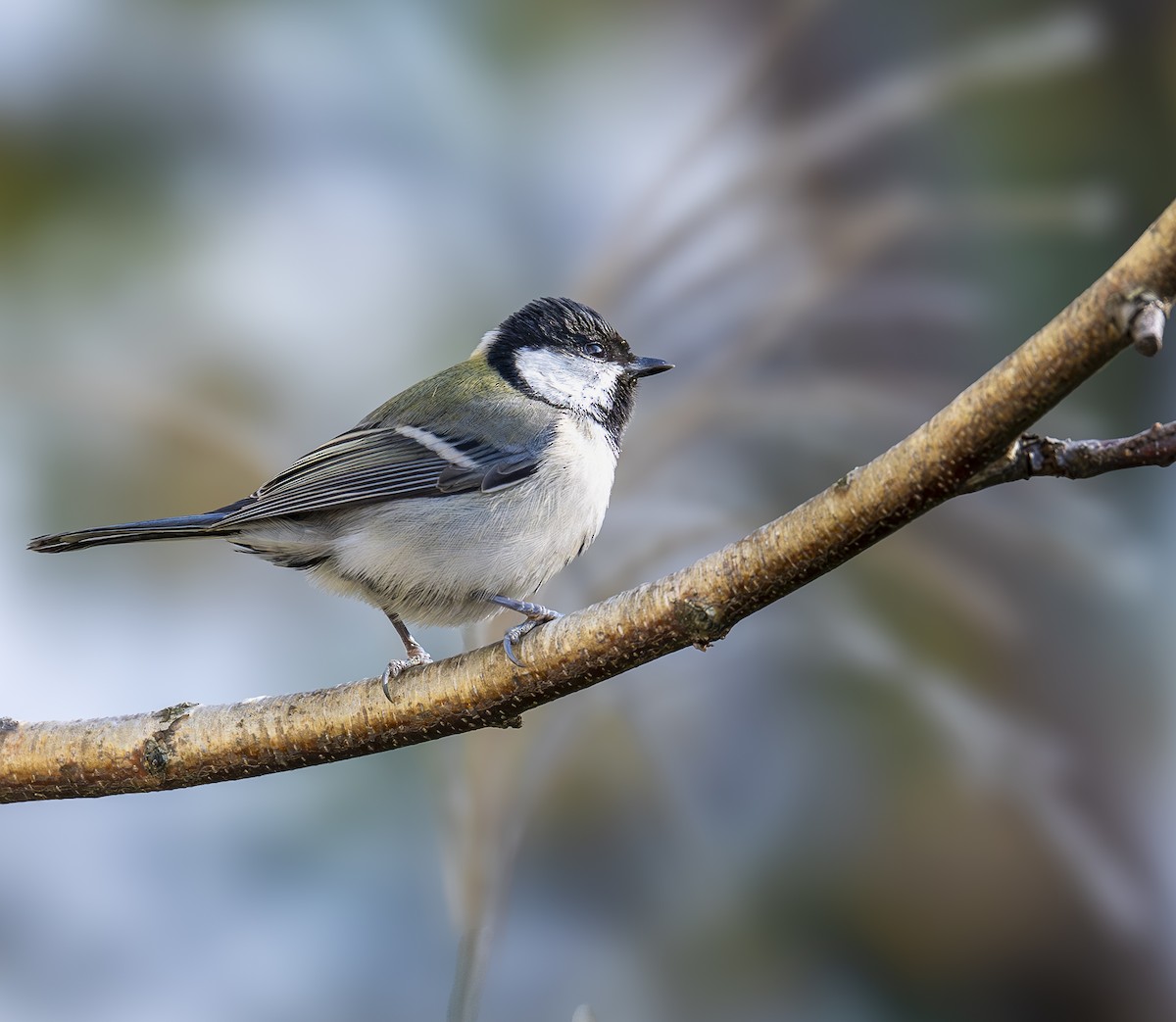 シジュウカラ - ML647245545