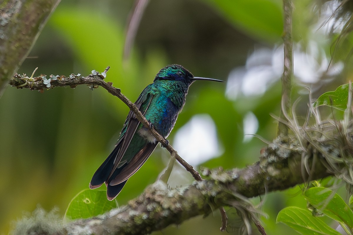 アオミミハチドリ - ML647245546