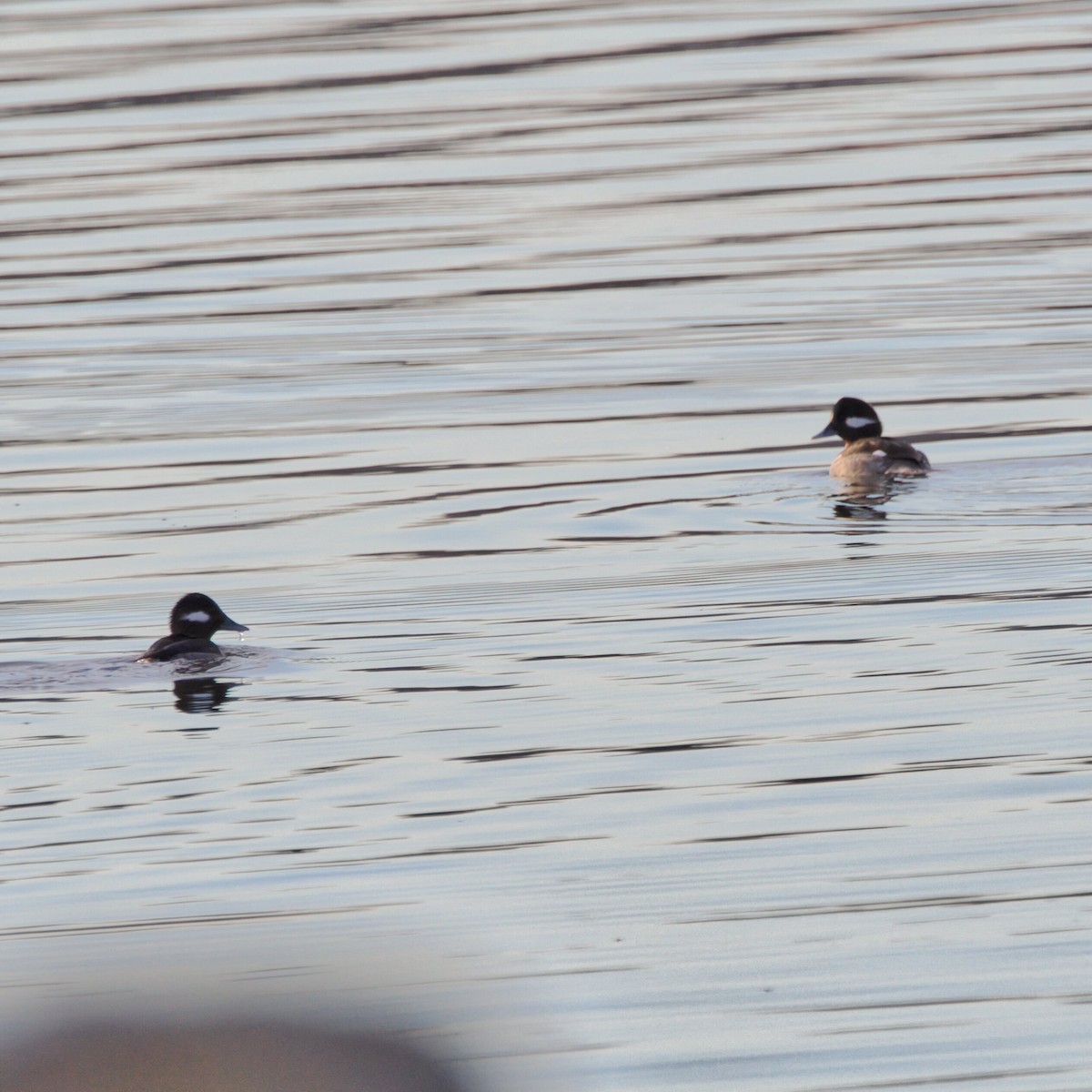 ヒメハジロ - ML647245547