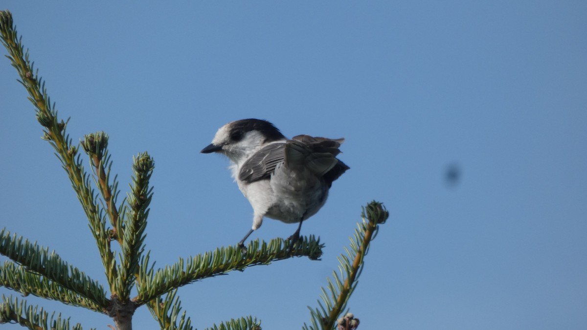 カナダカケス - ML647245548