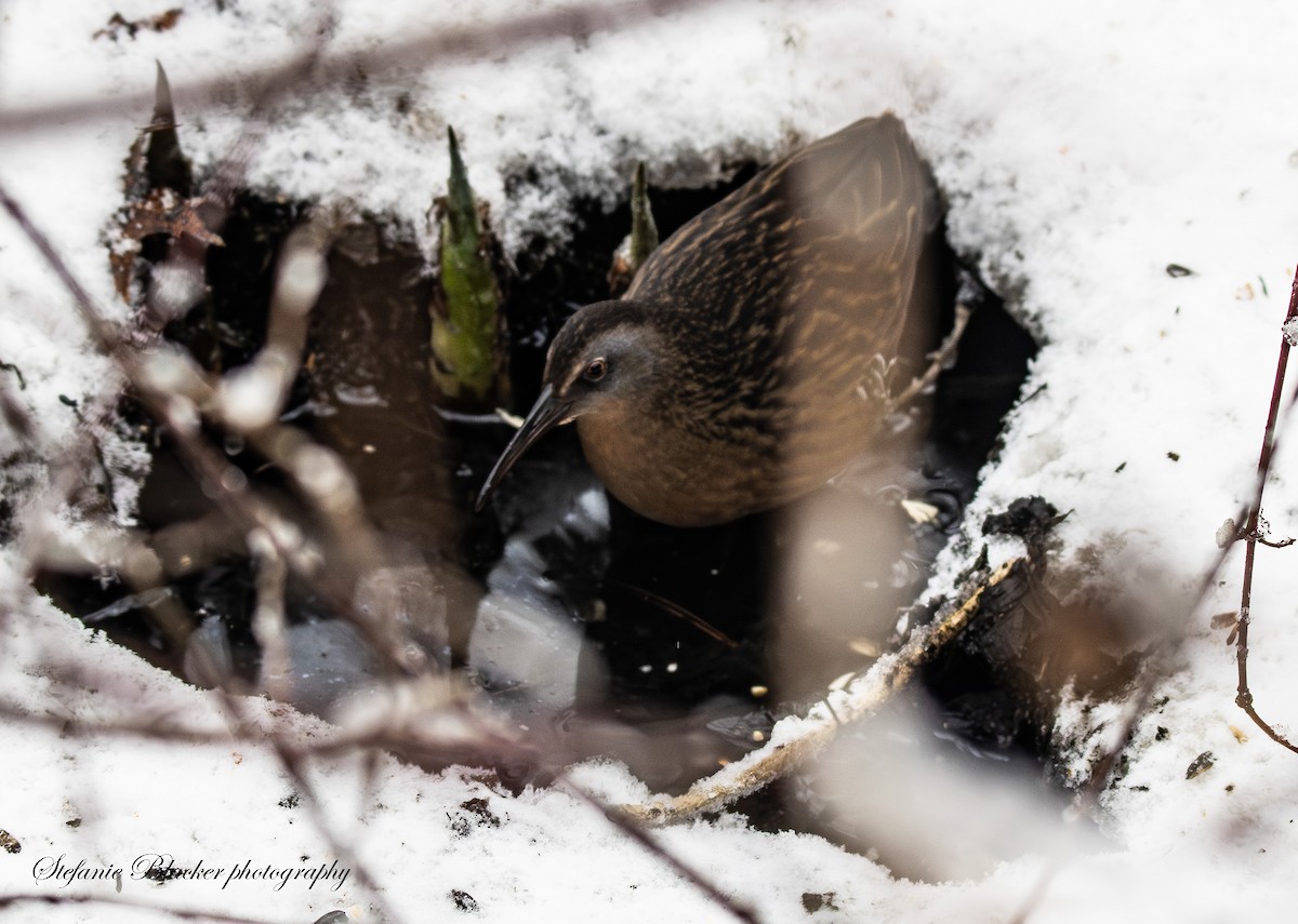 コオニクイナ - ML647245549